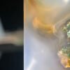 Emerald Shadow & Golden Glow Agate Peace Pendant